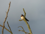 FZ032835 Swift in tree.jpg